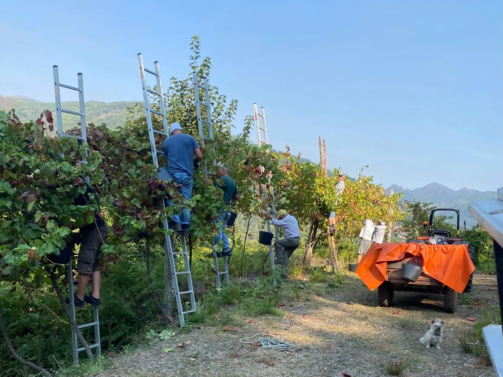 Quinta de Calvelos - Vinho