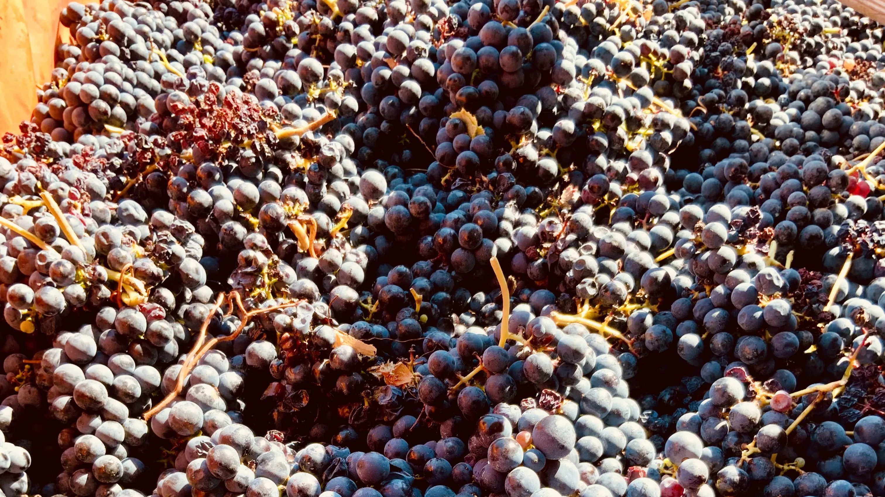 Quinta de Calvelos - Vinho