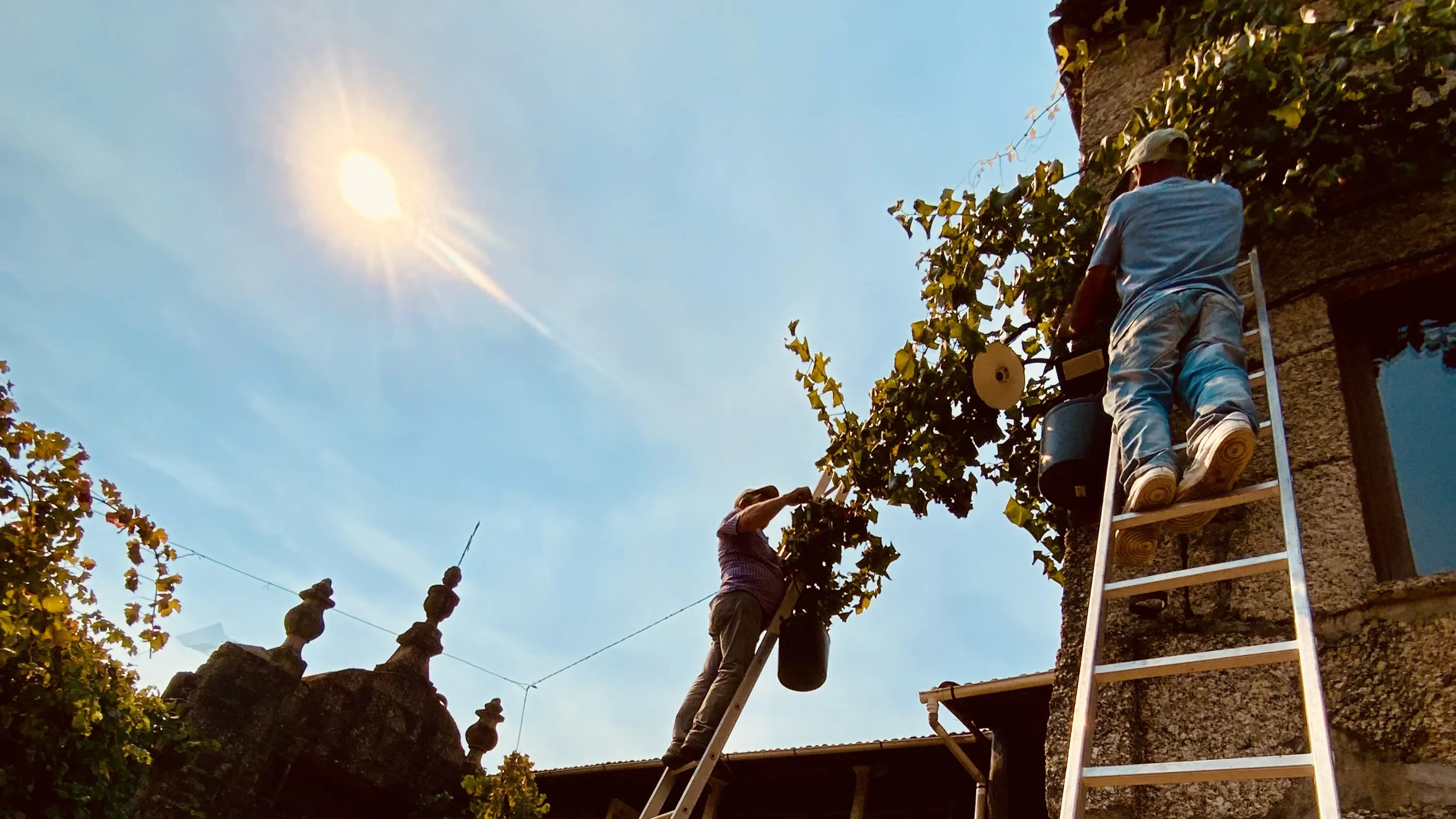 Quinta de Calvelos - Vinho